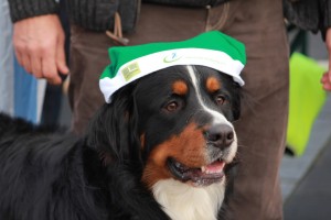 IMG_4572 Benzer